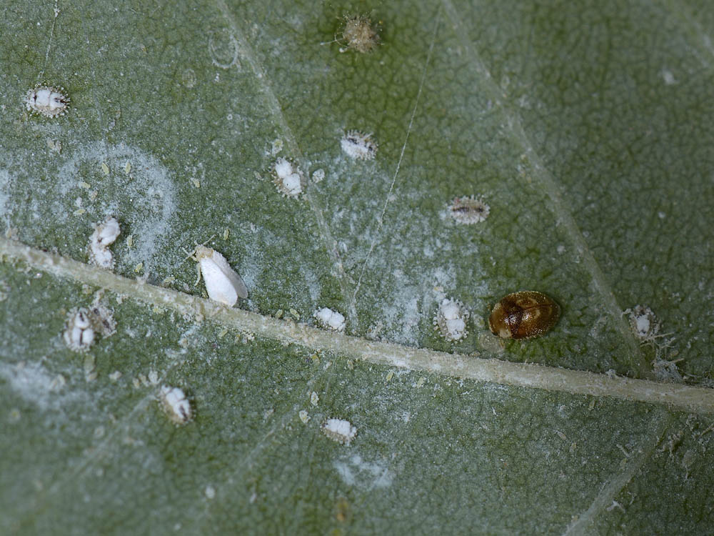 Aleyrodidae?